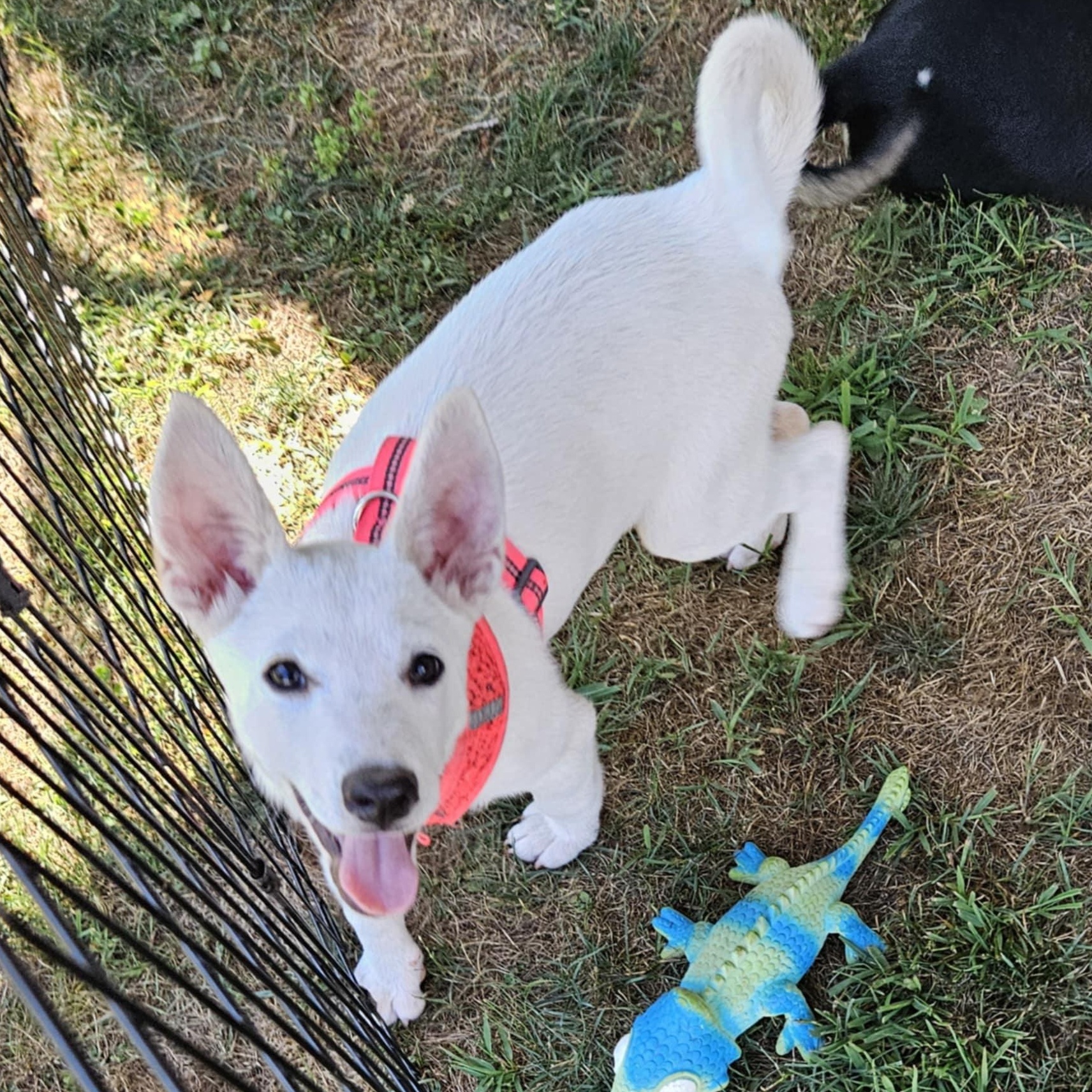 Bailey, a Adoptable mixed breed in Brockport, NY image 2/6