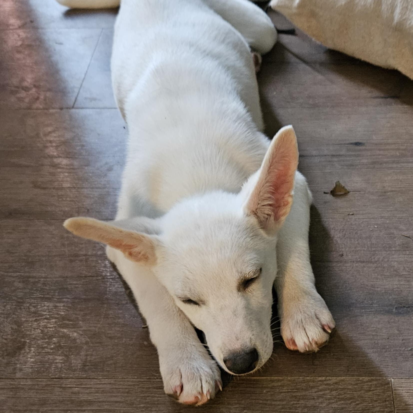 Bailey, a Adoptable mixed breed in Brockport, NY image 5/6