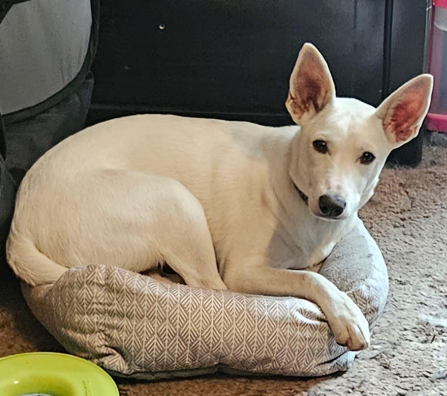 Bailey, Adoptable, Puppy Female Shepherd & Terrier.