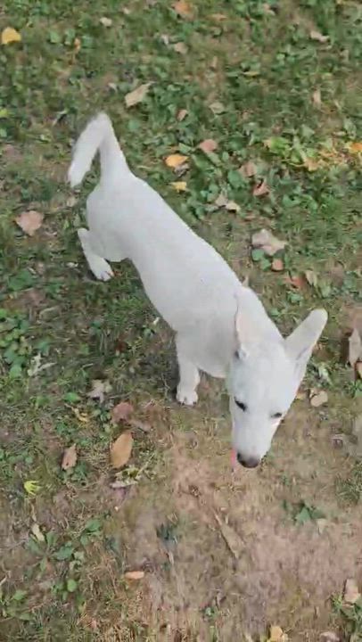 Enlarge Bailey, a Adoptable mixed breed in Brockport, NY video 6/6