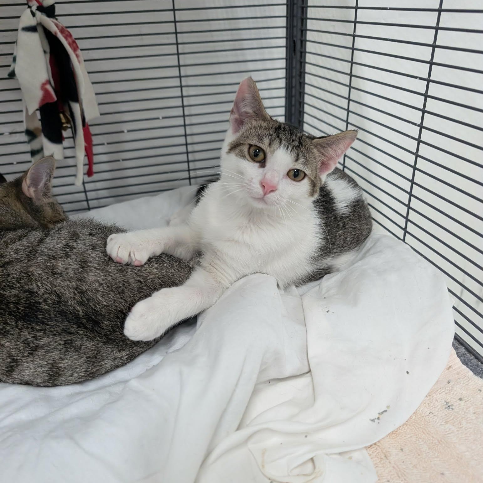 Enlarge Galaxy, an adopted Domestic Short Hair in West Palm Beach, FL image 1/3