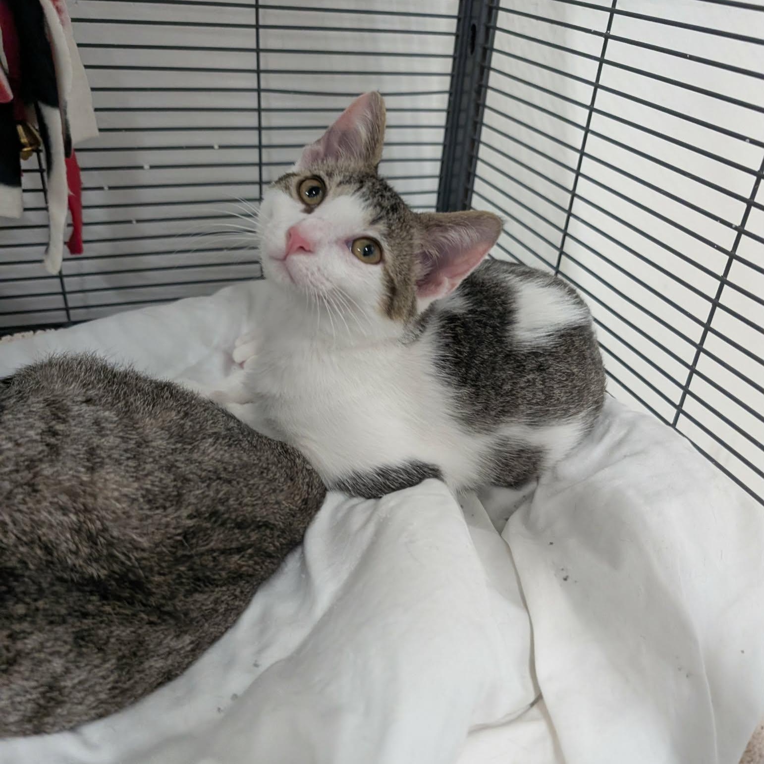 Enlarge Galaxy, an adopted Domestic Short Hair in West Palm Beach, FL image 2/3