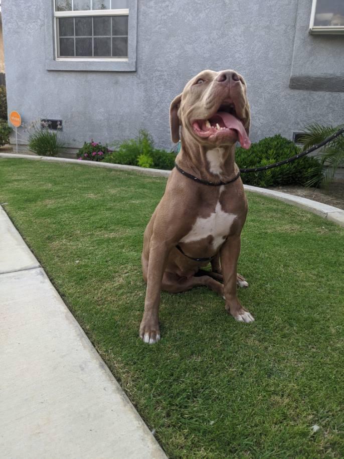 Grace, a Adopted mixed breed in Bakersfield, CA image 1/5
