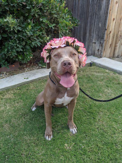 Grace, a Adopted mixed breed in Bakersfield, CA image 2/5