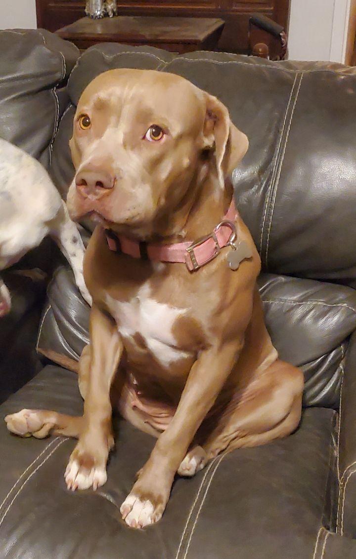 Grace, a Adopted mixed breed in Bakersfield, CA image 4/5