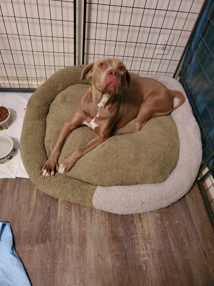 Grace, a Adopted mixed breed in Bakersfield, CA image 5/5