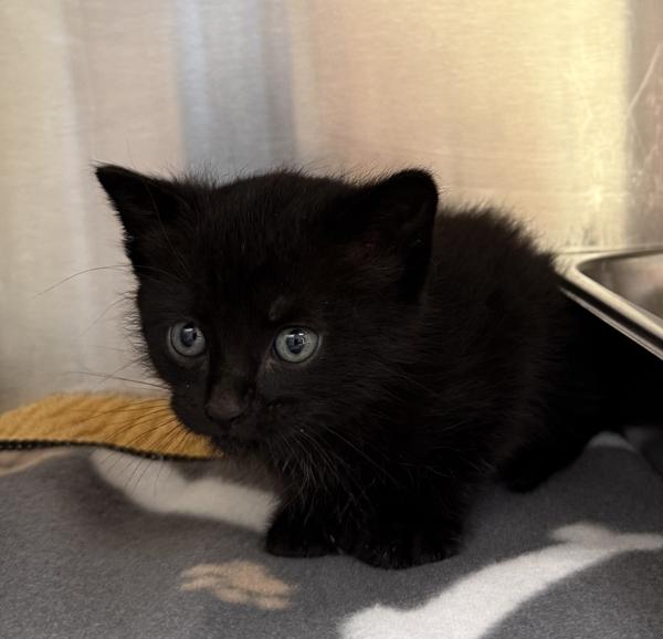 Sprite, Adoptable, Kitten Male Domestic Short Hair.