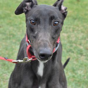 Enlarge DOWN UNDER, a Adopted Greyhound in grandville, MI image 1/1