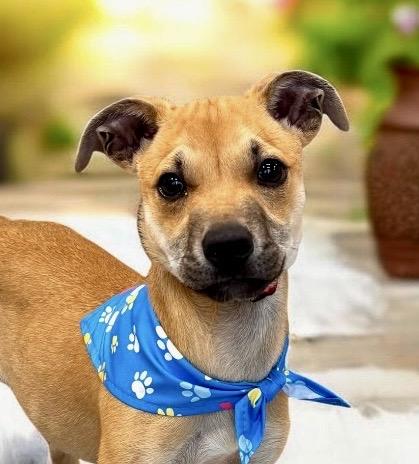 Bear - PUPPY, Adoptable, Puppy Male Terrier.