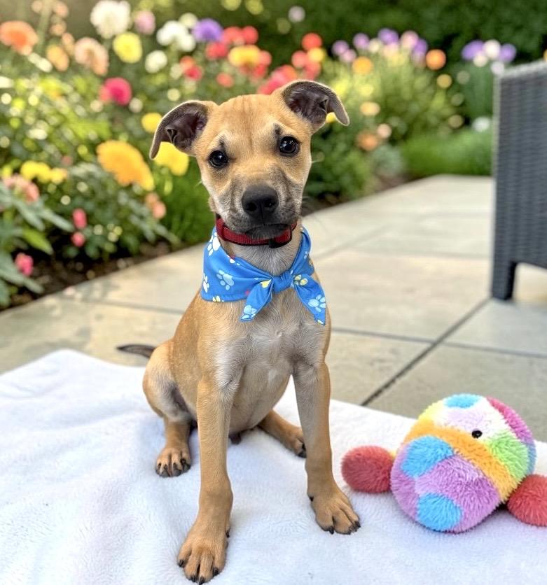 Enlarge Bear - PUPPY, a Adoptable mixed breed in Perry, IA image 2/6
