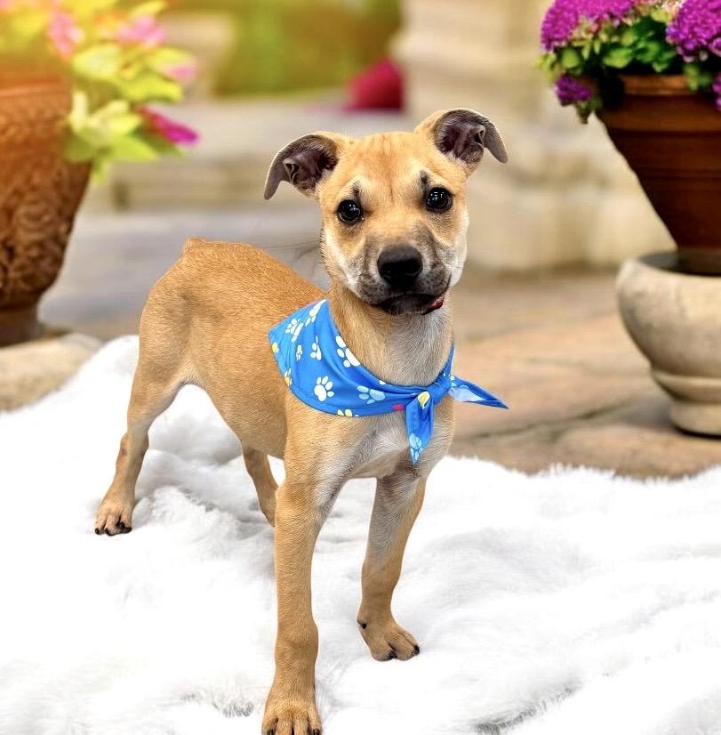 Enlarge Bear - PUPPY, a Adoptable mixed breed in Perry, IA image 6/6