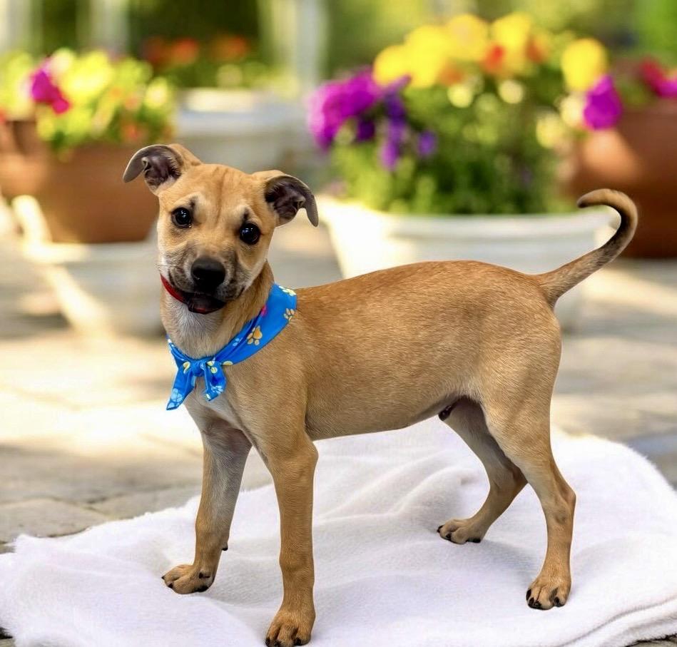 Enlarge Bear - PUPPY, a Adoptable mixed breed in Perry, IA image 5/6