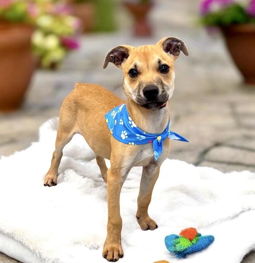 Enlarge Bear - PUPPY, a Adoptable mixed breed in Perry, IA image 3/6