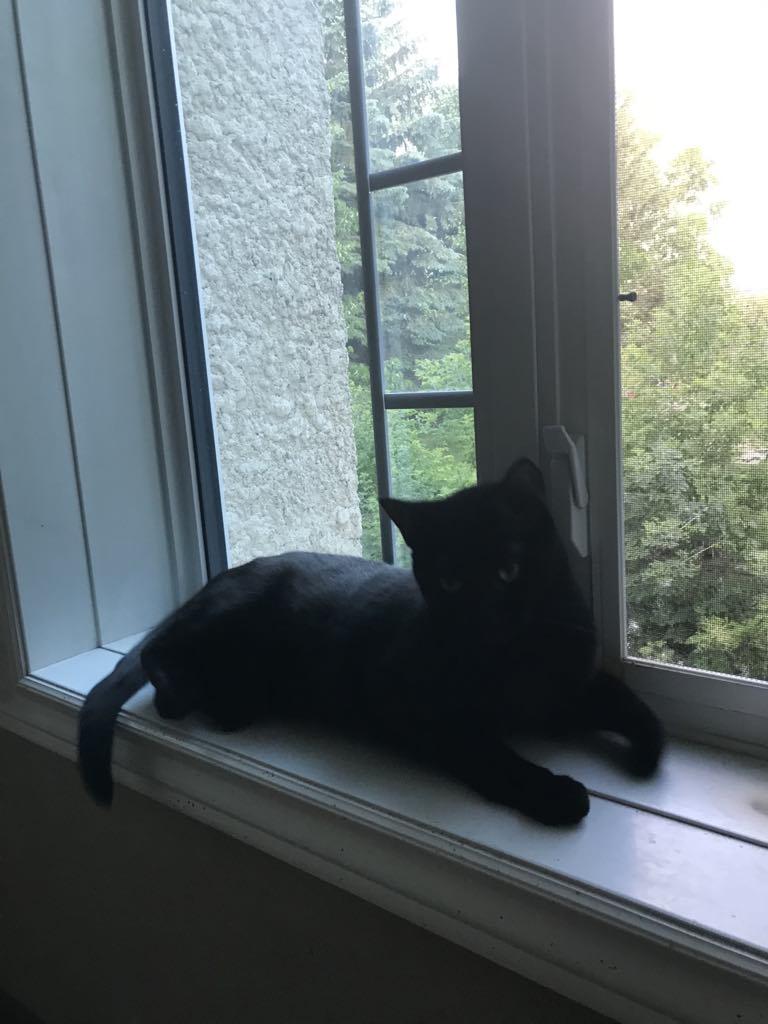 Ghost, Adult Male Domestic Medium Hair
