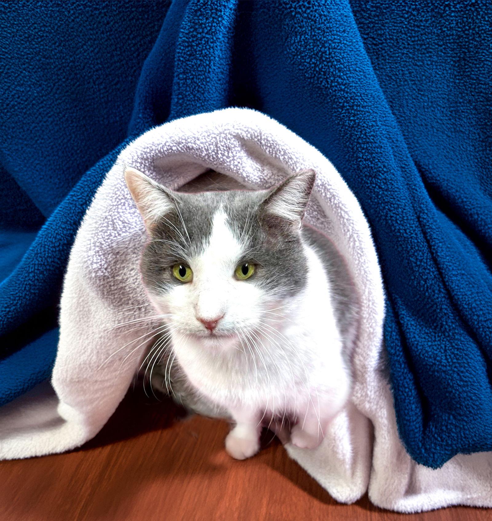 Sterling, a Adoptable Domestic Short Hair in Coatesville, PA image 1/3