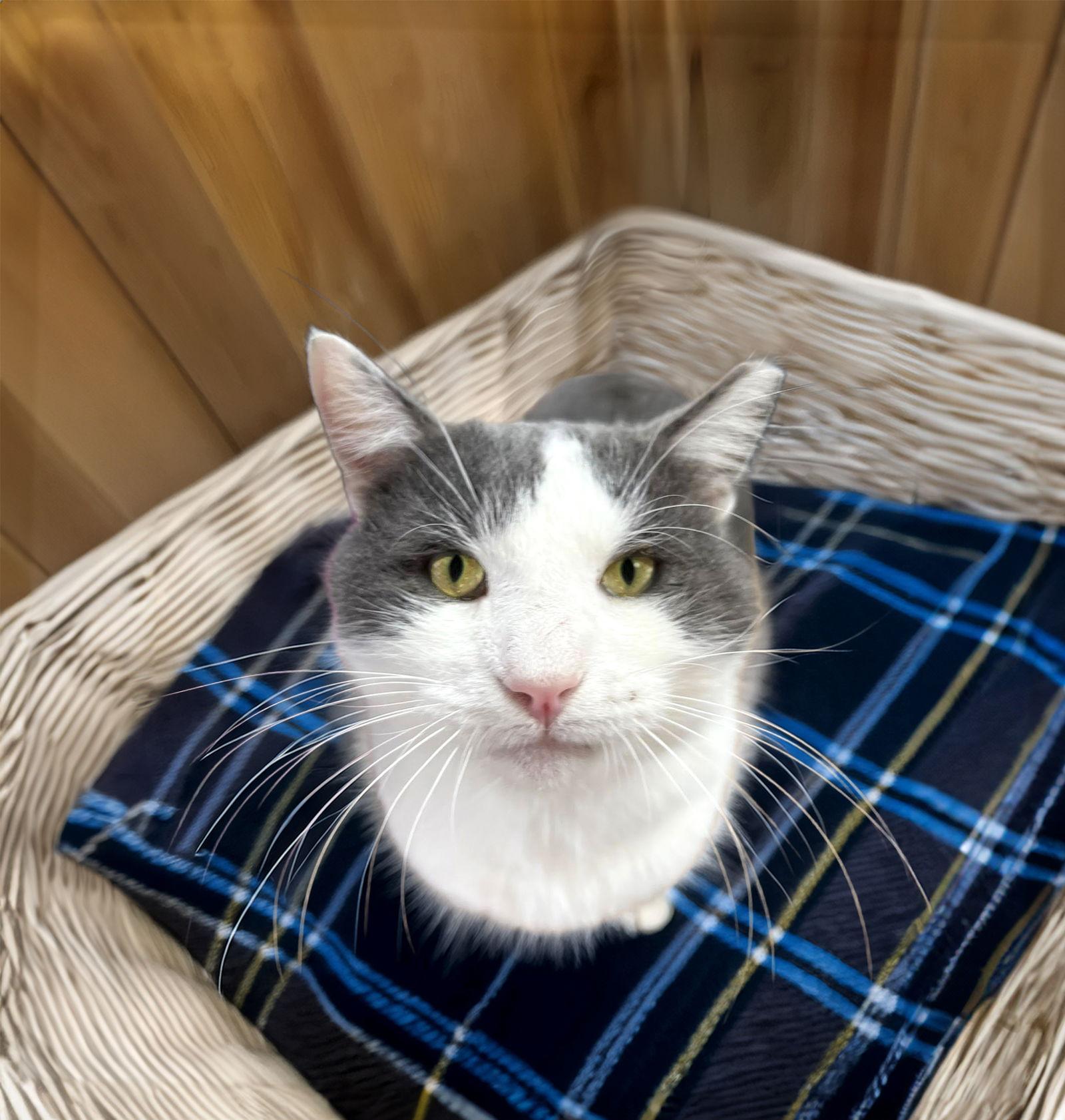 Sterling, a Adoptable Domestic Short Hair in Coatesville, PA image 2/3