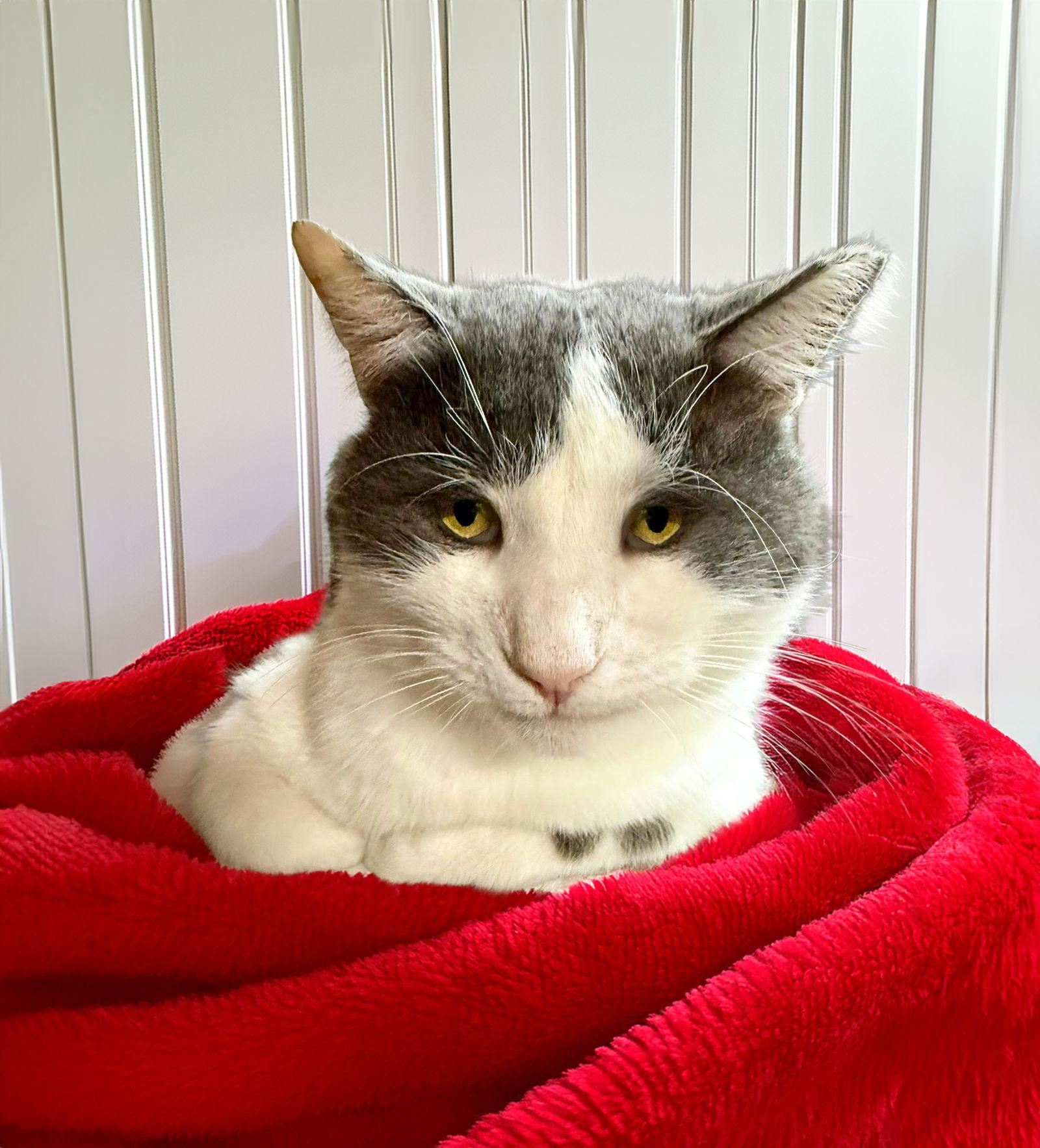 Sterling, Adoptable, Adult Male Domestic Short Hair.