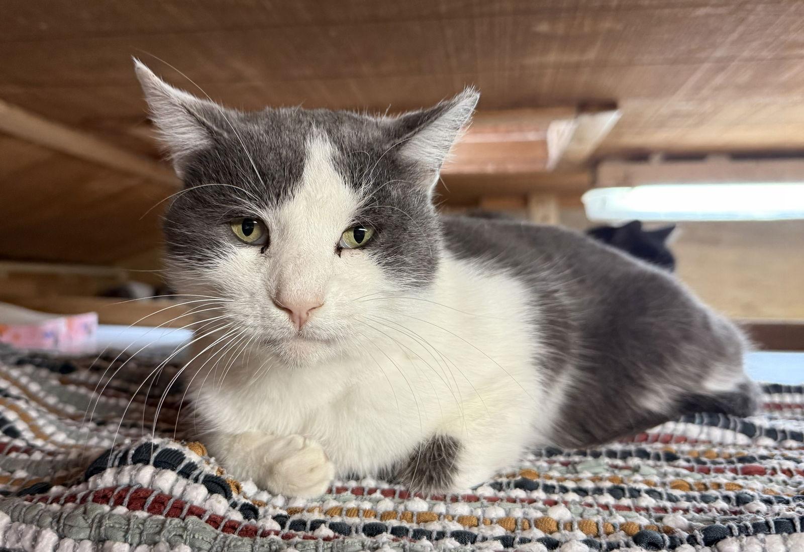 Enlarge Sterling, a Adoptable Domestic Short Hair in Coatesville, PA image 1/1