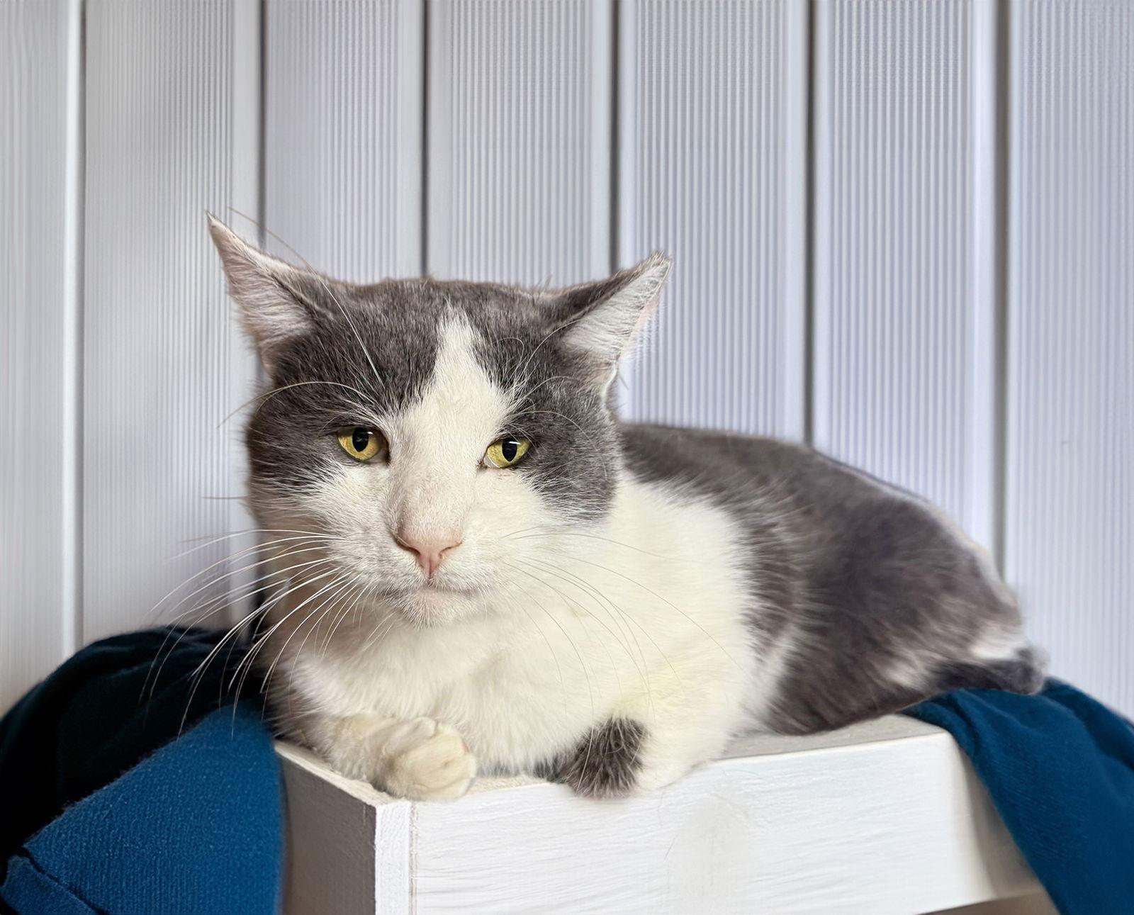 Sterling, a Adoptable Domestic Short Hair in Coatesville, PA image 3/3