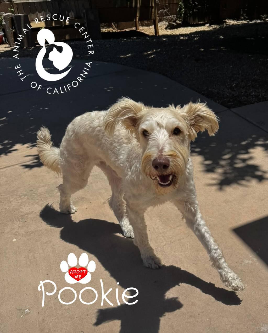 Pookie, a ADOPTABLE mixed breed in Coachella, CA image 3/6