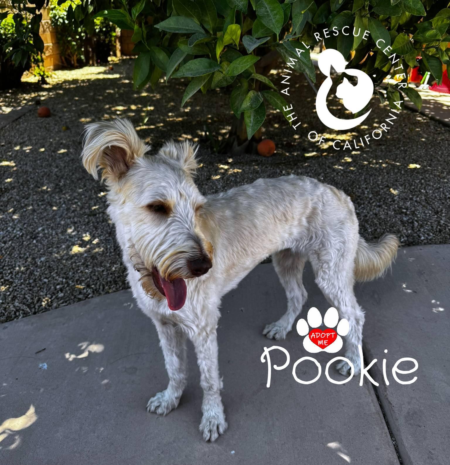Pookie, a ADOPTABLE mixed breed in Coachella, CA image 4/6
