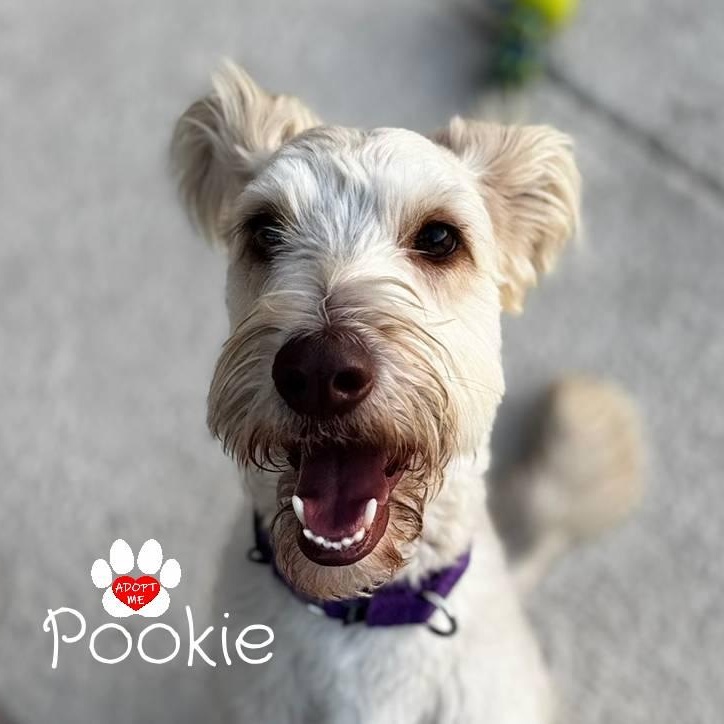 Pookie, a ADOPTABLE mixed breed in Coachella, CA image 1/6