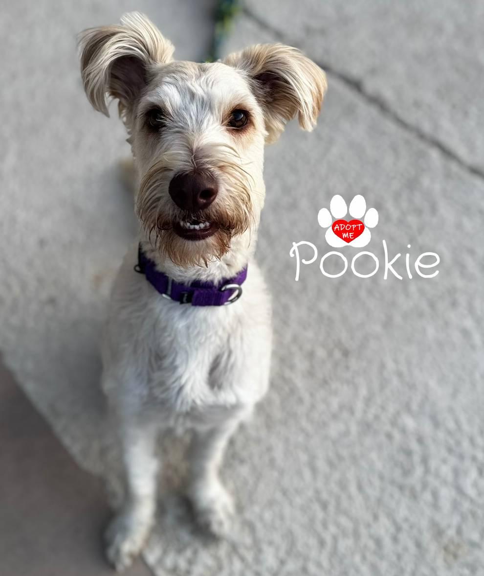 Pookie, a ADOPTABLE mixed breed in Coachella, CA image 2/6