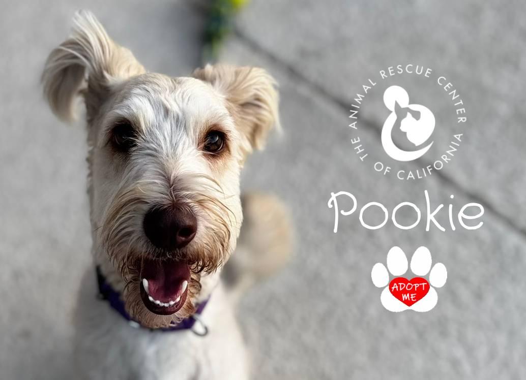 Pookie, a ADOPTABLE mixed breed in Coachella, CA image 6/6