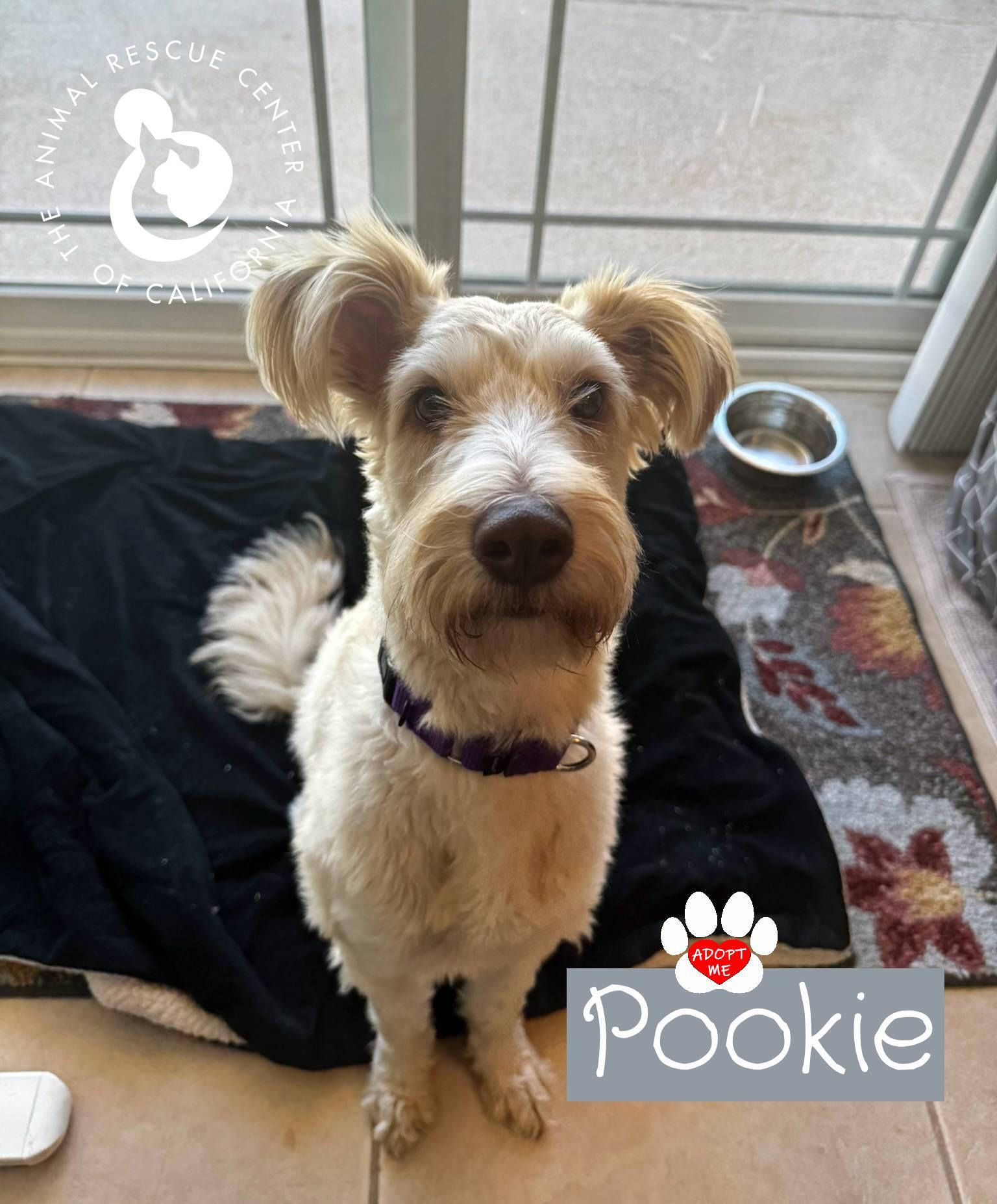Pookie, a ADOPTABLE mixed breed in Coachella, CA image 5/6