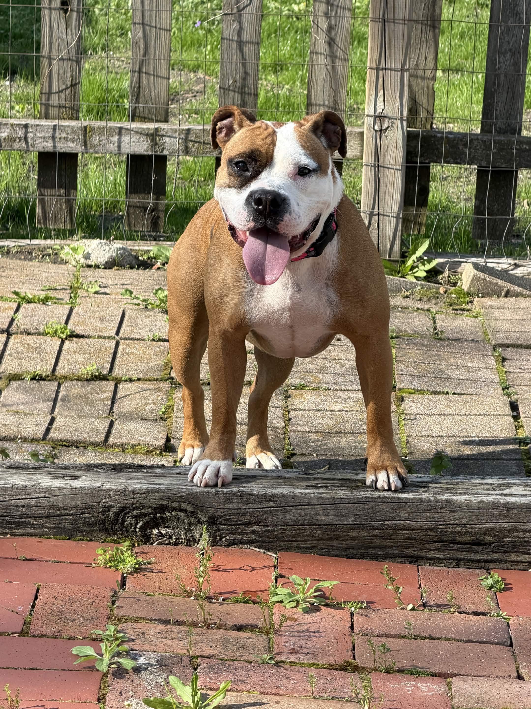 Enlarge Asha, a ADOPTABLE mixed breed in Homewood, IL image 1/2