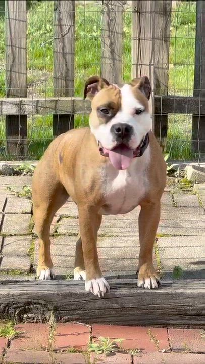 Enlarge Asha, a ADOPTABLE mixed breed in Homewood, IL video 2/2