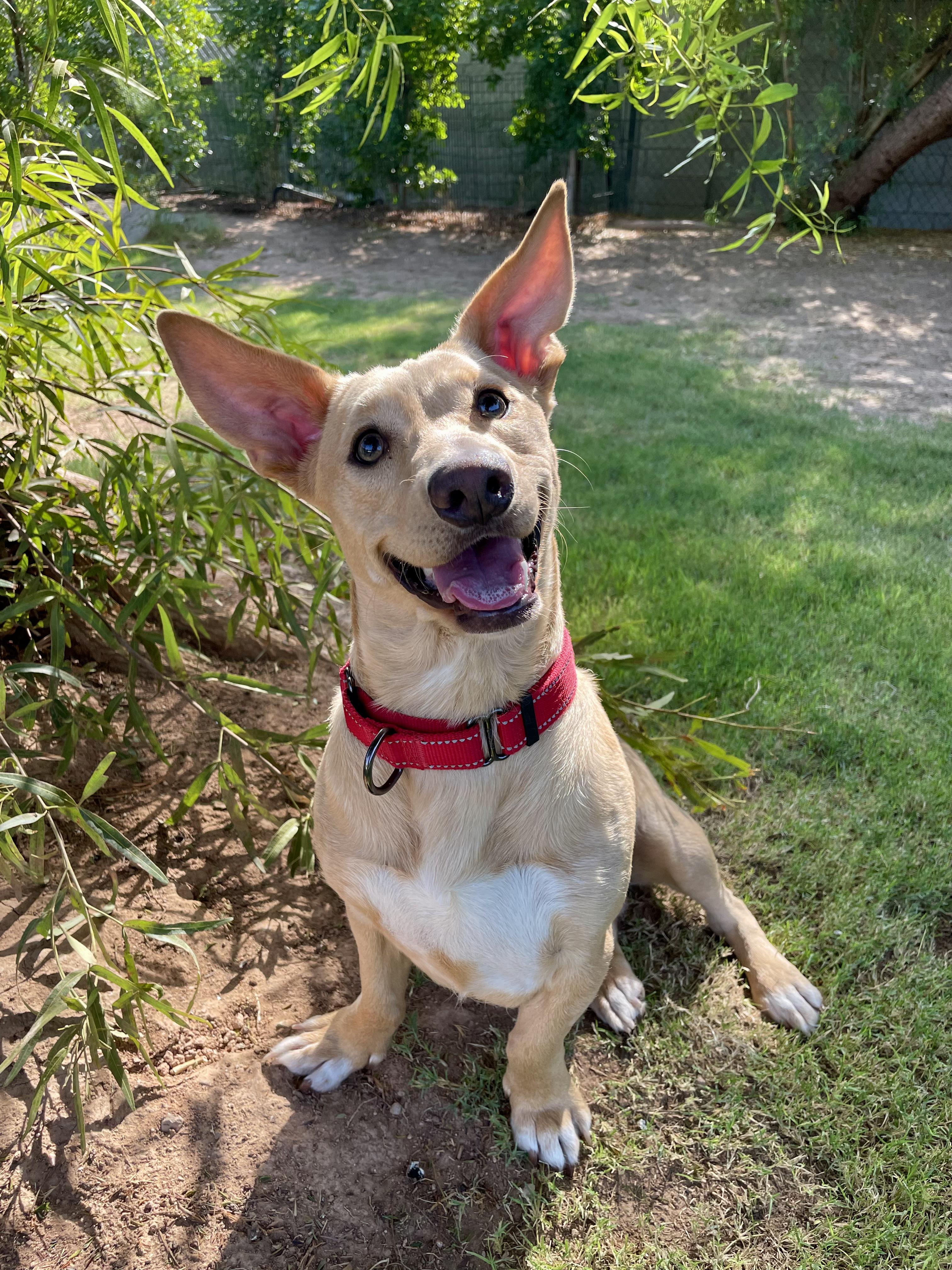 Enlarge Buddha, a Adoptable mixed breed in Peoria, AZ image 1/3