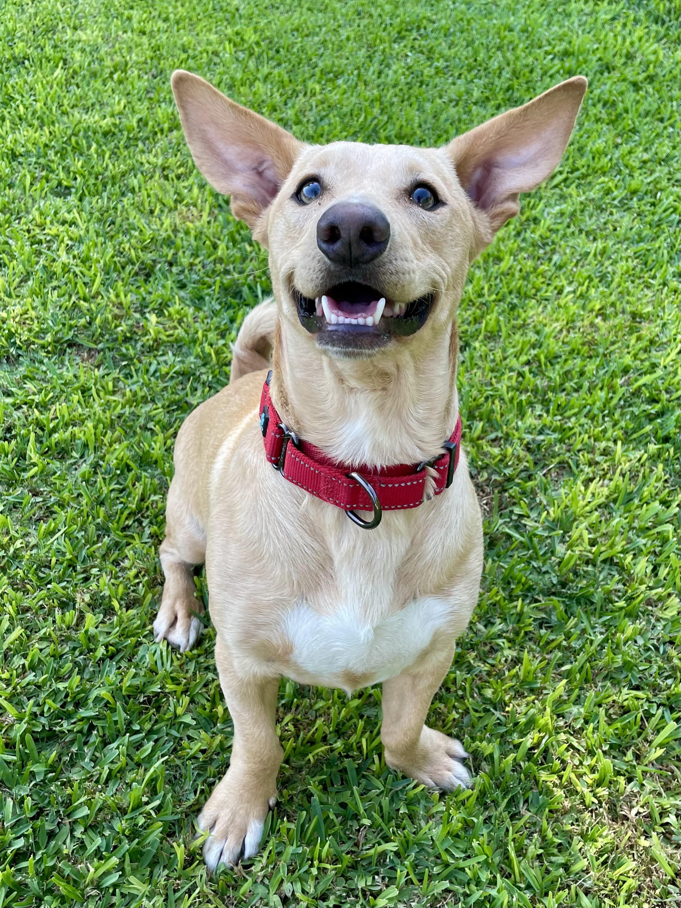 Enlarge Buddha, a Adoptable mixed breed in Peoria, AZ image 2/3