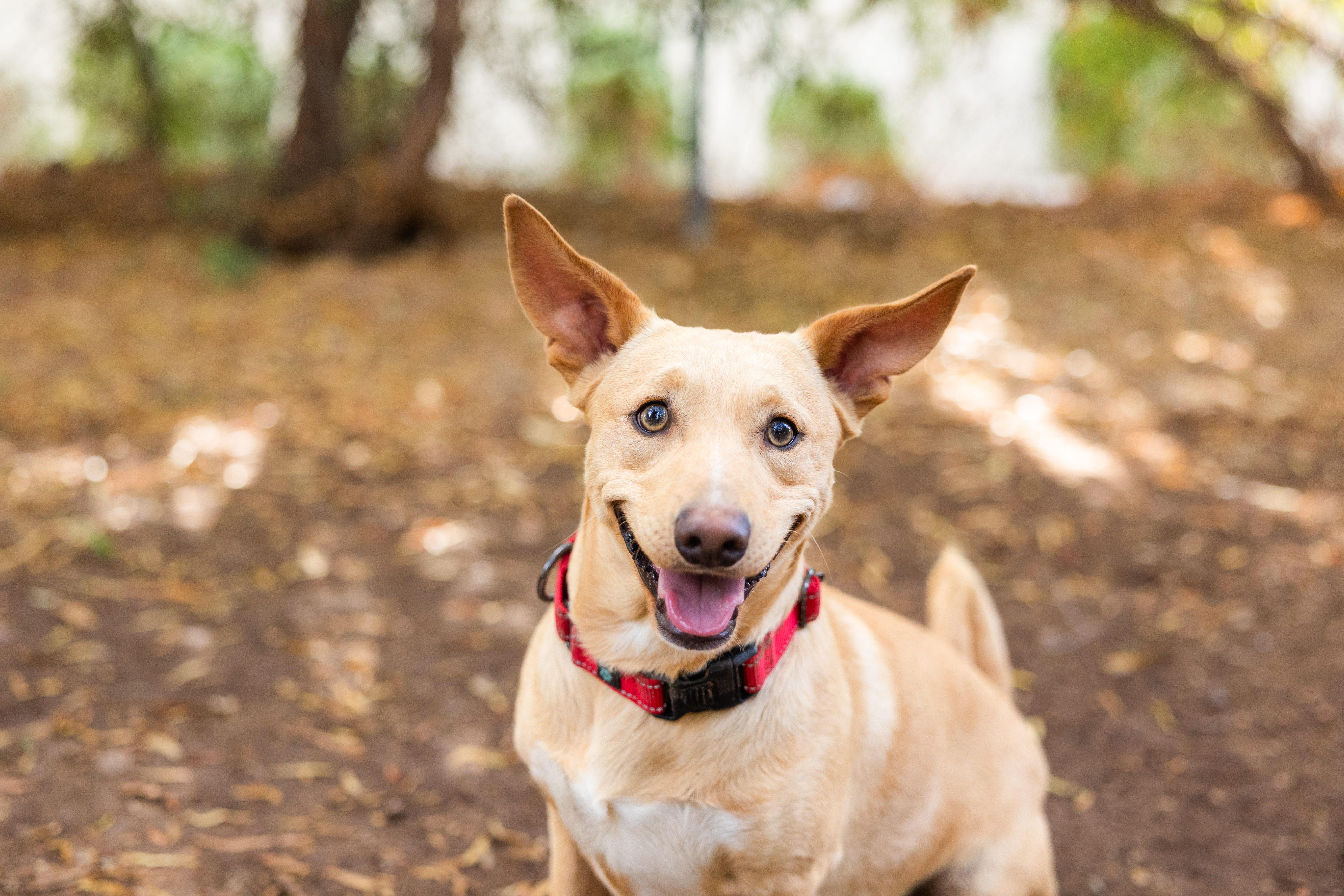 Enlarge Buddha, a Adoptable mixed breed in Peoria, AZ image 3/3