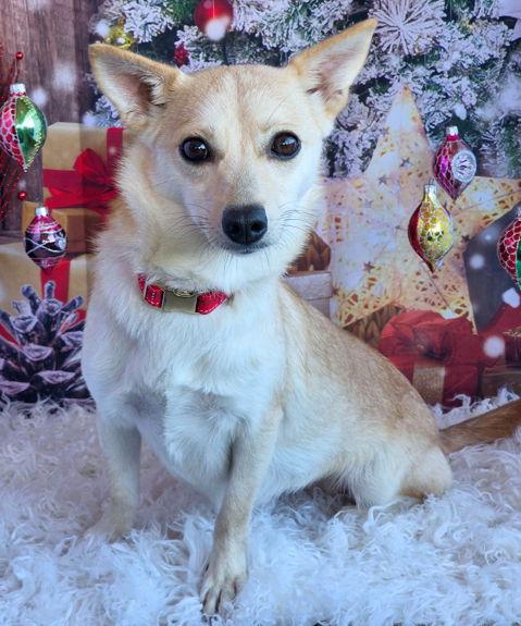 Lady, Adoptable, Adult Female Chihuahua & Terrier.