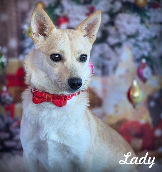 Enlarge Lady, a Adoptable mixed breed in Anaheim Hills, CA image 2/3