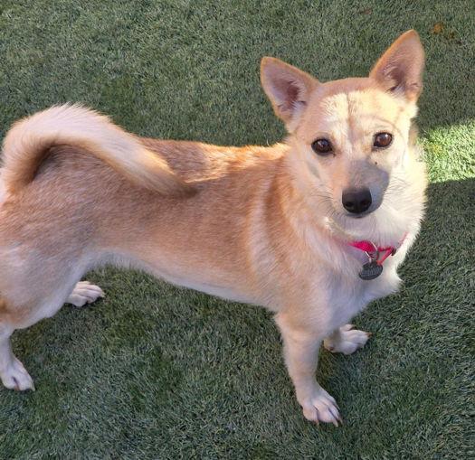 Enlarge Lady, a Adoptable mixed breed in Anaheim Hills, CA image 3/3