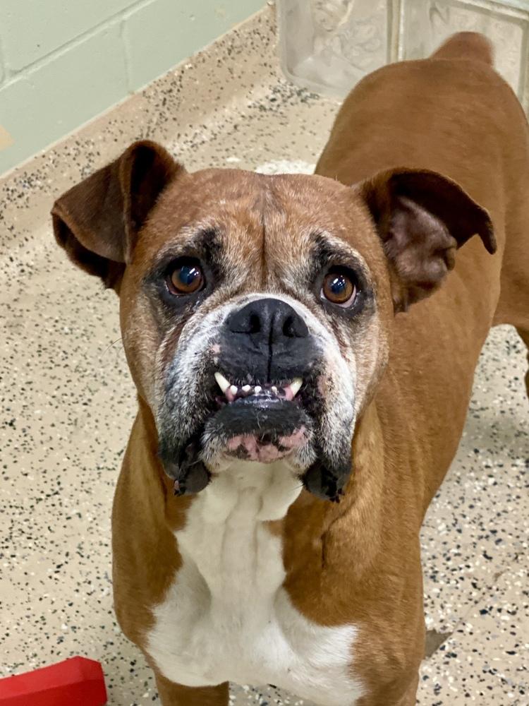 Dasha, Adoptable, Senior Female Boxer.