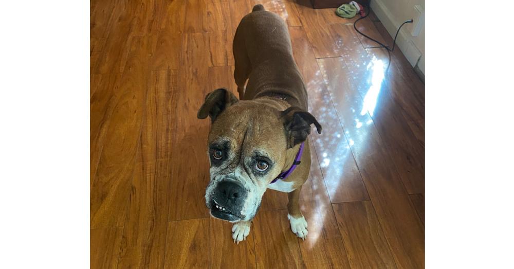 Enlarge Dasha, a Adoptable Boxer in Hewitt, TX image 2/6