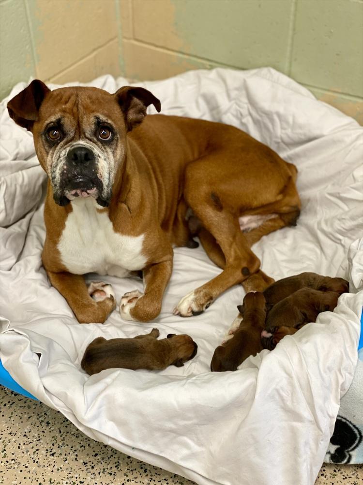 Enlarge Dasha, a Adoptable Boxer in Hewitt, TX image 3/6