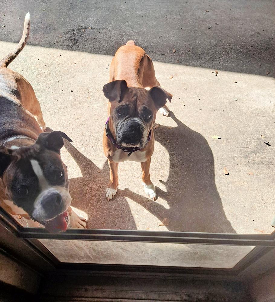 Enlarge Dasha, a Adoptable Boxer in Hewitt, TX image 4/6
