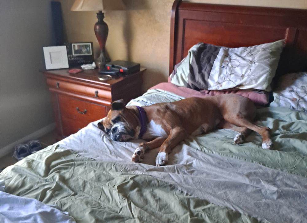 Enlarge Dasha, a Adoptable Boxer in Hewitt, TX image 5/6