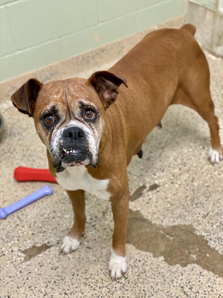 Enlarge Dasha, a Adoptable Boxer in Hewitt, TX image 6/6