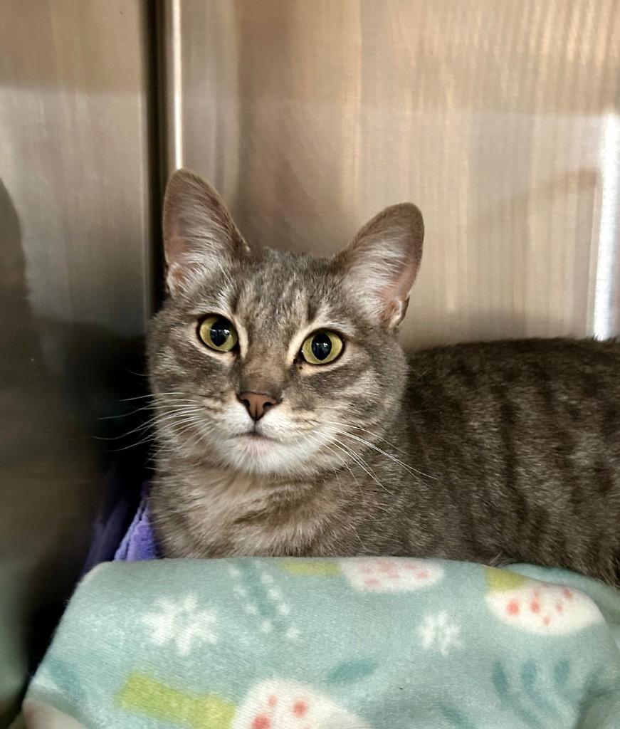 Dotty, Adoptable, Young Female Domestic Short Hair.