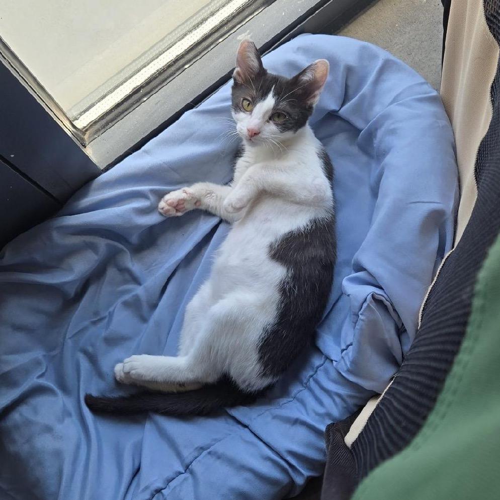 Ivy, Adoptable, Kitten Female Domestic Short Hair.