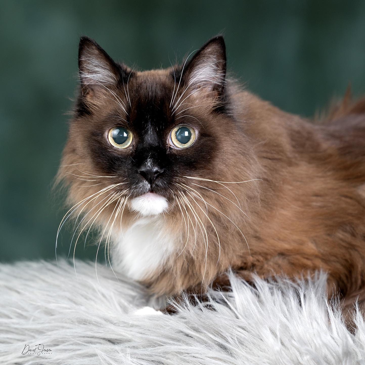 Enlarge Francis, a ADOPTABLE Himalayan in Anchorage, AK image 1/1