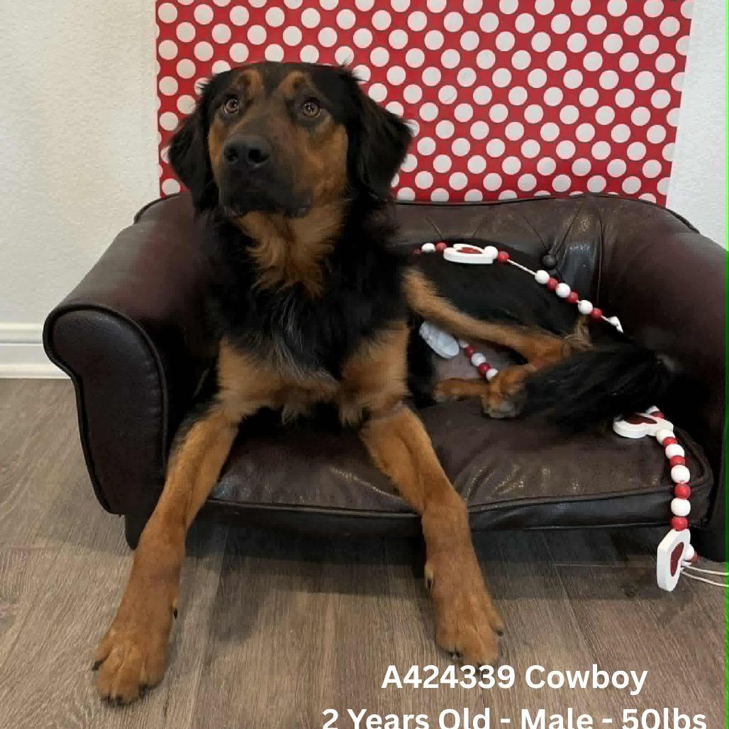 Enlarge Cowboy, a Adoptable mixed breed in Tomah, WI image 1/1