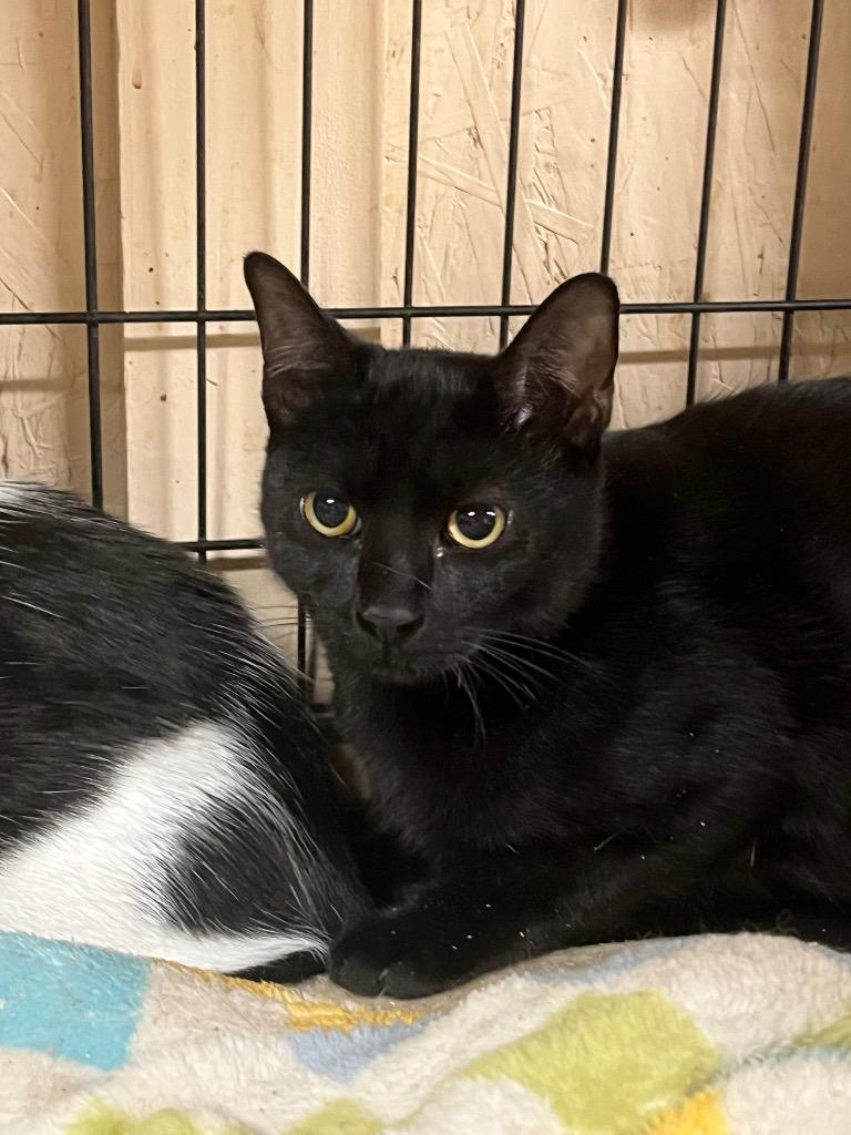 Digger K, Adoptable, Young Male Domestic Short Hair.
