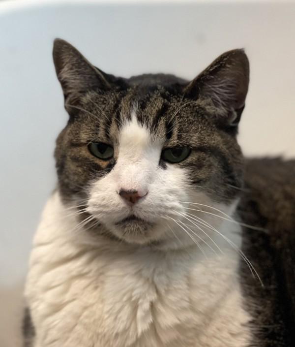 Quiche, Adoptable, Senior Male Domestic Short Hair.