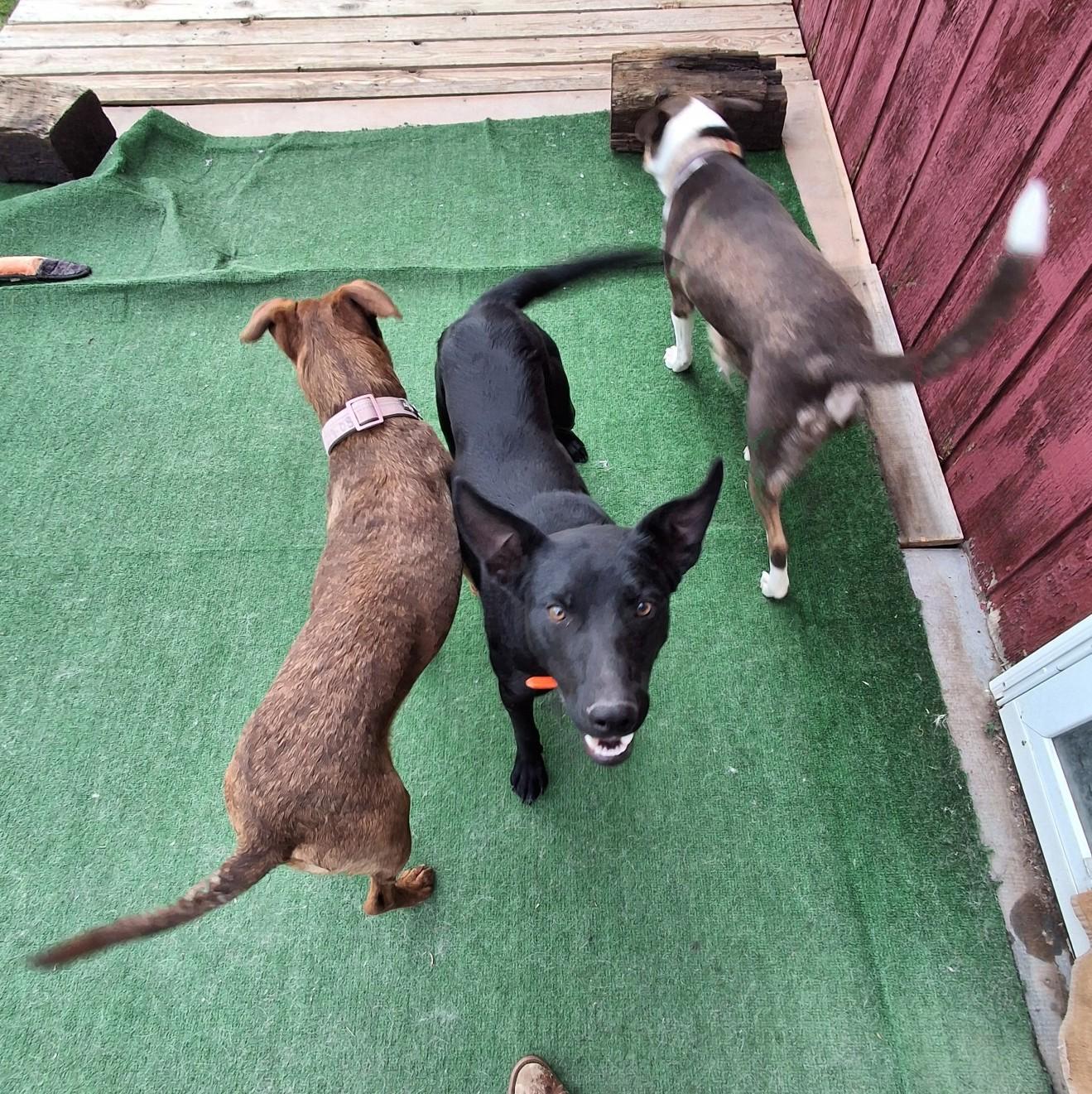 Rounder, a ADOPTABLE mixed breed in Lakeview, OR image 4/5